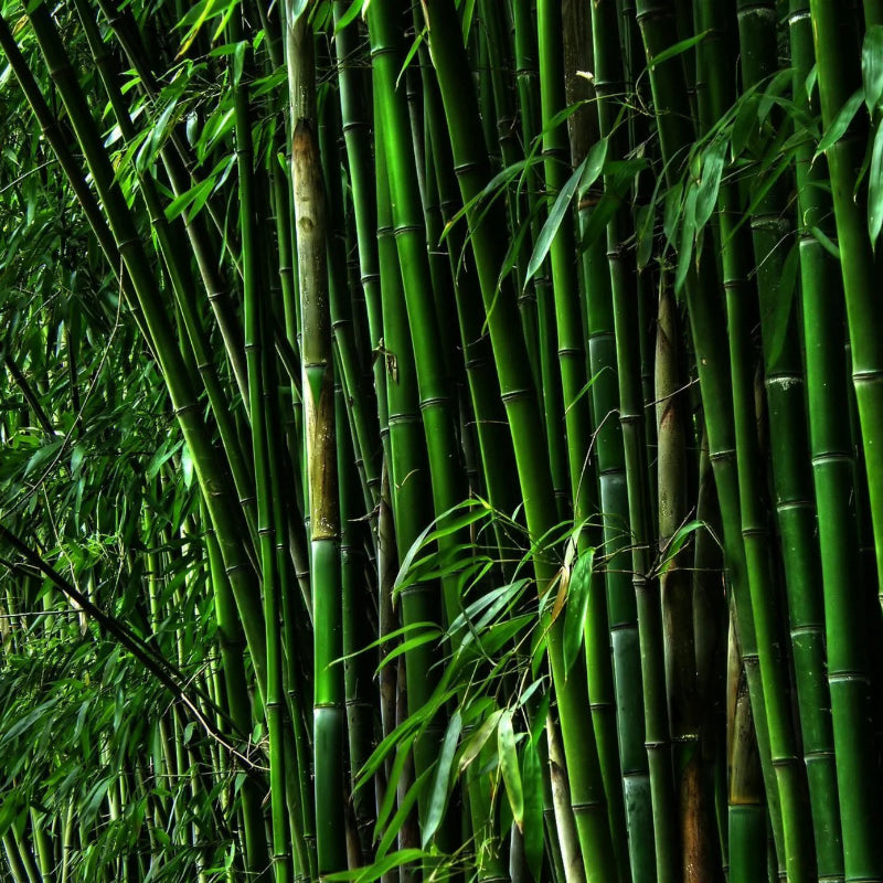 Bamboo naturel